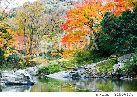 埼玉県嵐山町　嵐山渓谷の紅葉 81966176
