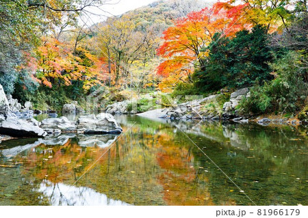 埼玉県嵐山町　嵐山渓谷の紅葉 81966179