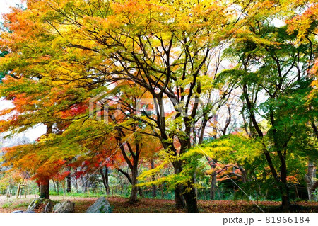 埼玉県嵐山町　嵐山渓谷の紅葉 81966184