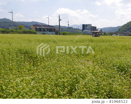 ガーデン 庭園 グリーン 81966522