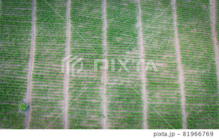 Aerial view of the plowed field green nature agricultural farm background, top view ginger tree from above of crops in green, Bird's eye view ginger plant farm and harvest ginger root on mountain Aerial view of the plowed field green nature agricultural farm background, top view ginger tree from above of crops in green, Bird's eye view ginger plant farm and harvest ginger root on mountain 81966769