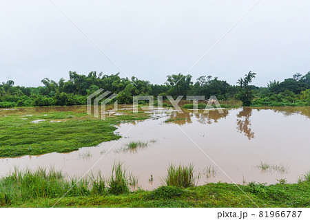 Aerial view river flood forest nature woodland area green tree, Top view river lagoon pond with water flood from above, landscape jungles lake flowing wild water after the rain 81966787