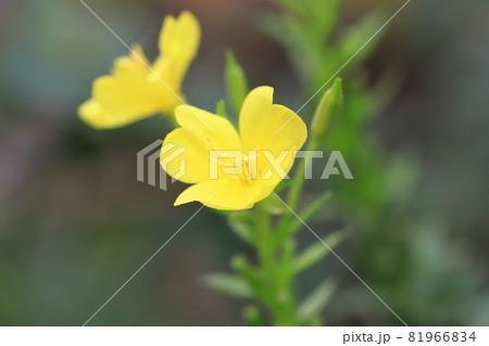 夕方開花した待宵草（マツヨイグサ） 81966834