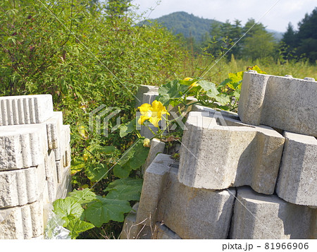 万 花 植物 81966906