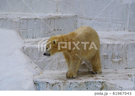 シロクマ　ホウちゃん　赤ちゃん　可愛いホッキョクグマ　天王寺動物園　 81967043