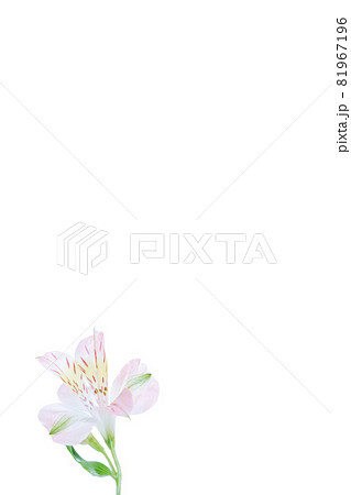 フラワー　一輪　ユリ　百合　花　はな　花の写真 81967196