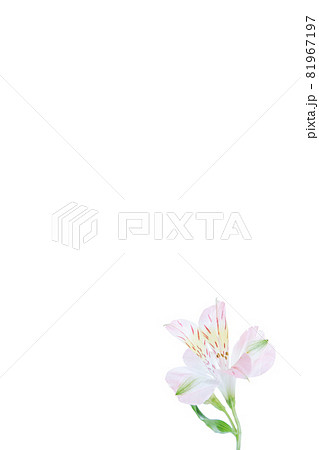 フラワー 一輪 ユリ 百合 花 はな 花の写真 フラワー 一輪 ユリ 百合 花 はな 花の写真 81967197