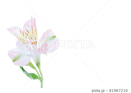 フラワー　一輪　ユリ　百合　花　はな　花の写真 81967210