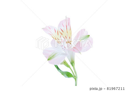 フラワー 一輪 ユリ 百合 花 はな 花の写真 フラワー 一輪 ユリ 百合 花 はな 花の写真 81967211