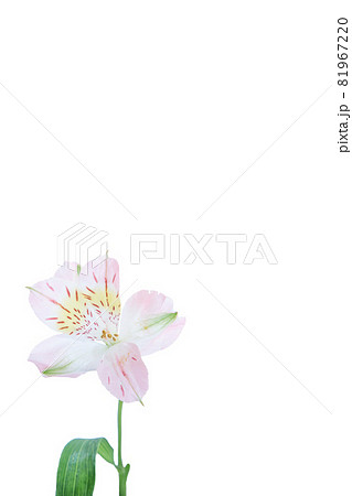 フラワー　一輪　ユリ　百合　花　はな　花の写真 81967220