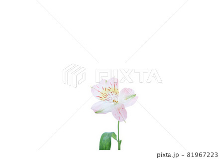 フラワー 一輪 ユリ 百合 花 はな 花の写真 フラワー 一輪 ユリ 百合 花 はな 花の写真 81967223