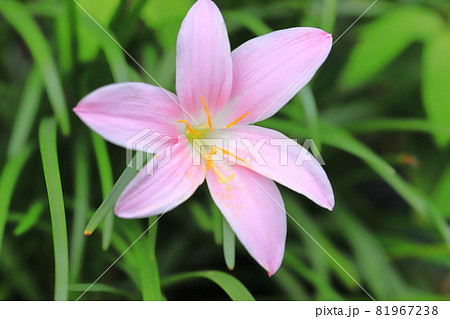 ピンク色のサフラン擬（サフランモドキ） 81967238