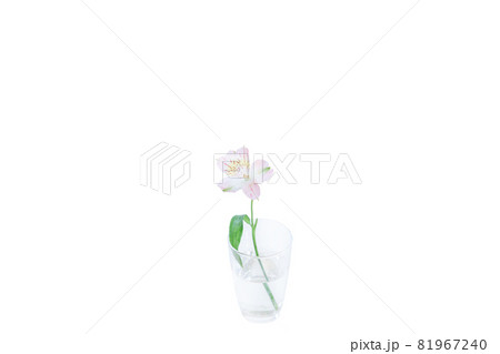 フラワー　一輪　ユリ　百合　花　はな　花の写真 81967240