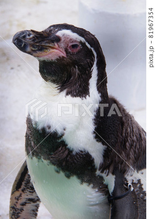 フンボルトペンギン　可愛い動物　天王寺動物園　ペンギン 81967354