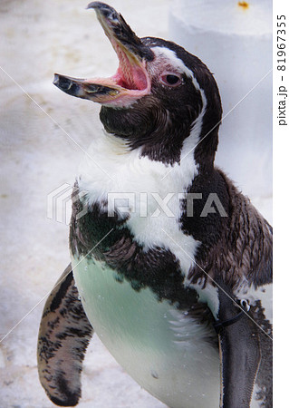 フンボルトペンギン 可愛い動物 天王寺動物園 ペンギン フンボルトペンギン 可愛い動物 天王寺動物園 ペンギン 81967355