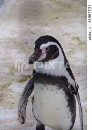 フンボルトペンギン 可愛い動物 天王寺動物園 ペンギン フンボルトペンギン 可愛い動物 天王寺動物園 ペンギン 81967357