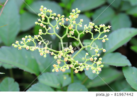 藪枯らし(ヤブカラシ)の花 藪枯らし(ヤブカラシ)の花 81967442