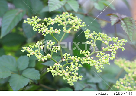 藪枯らし（ヤブカラシ）の花 81967444