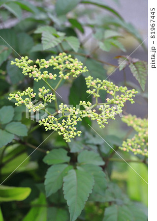 藪枯らし（ヤブカラシ）の花 81967445