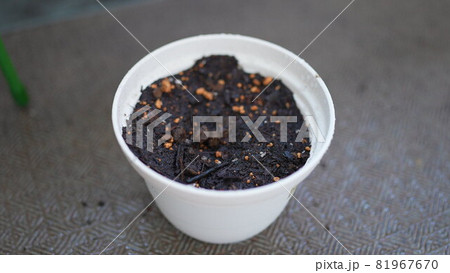 小松菜の種をベランダでプランターに植えた 81967670