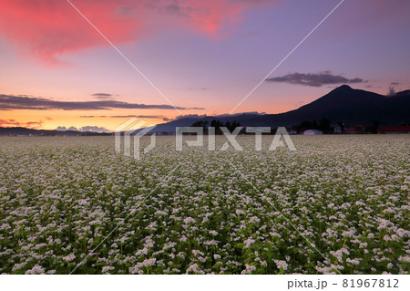 福島県耶麻郡猪苗代町長田南烏帽子の蕎麦畑のソバの花と夕焼けの磐梯山 81967812