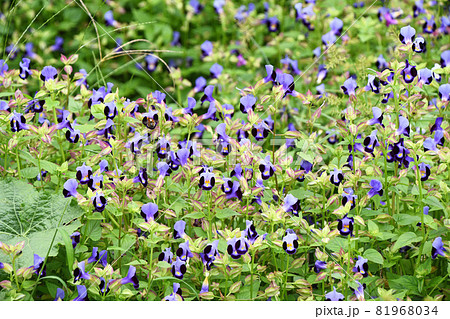 トレニア トレニア 81968034