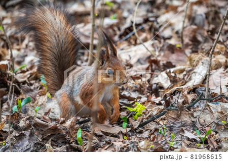 Squirrel in autumn or spring hides nuts on the green grass with fallen yellow leaves Squirrel in autumn or spring hides nuts on the green grass with fallen yellow leaves 81968615