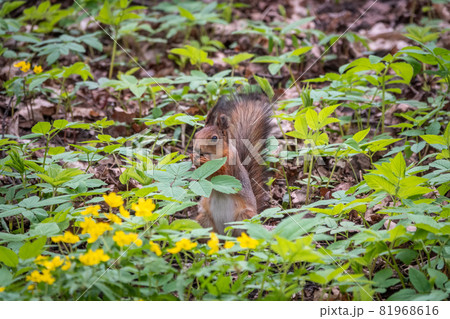 Squirrel standing on its hind legs on on green grass in spring. Eurasian red squirrel, Sciurus vulgaris 81968616