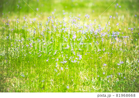 マツバウンランの花	 81968668