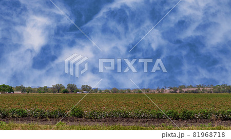Crop Of Cotton Just Beginning To Mature Crop Of Cotton Just Beginning To Mature 81968718