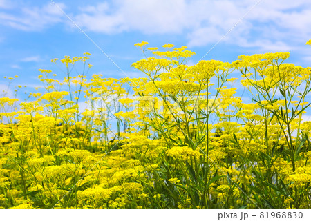 女郎花の群生 81968830
