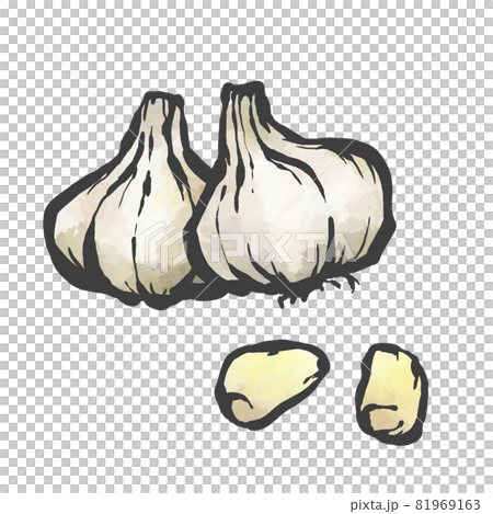 Japanese style brush painting style illustration of garlic 81969163