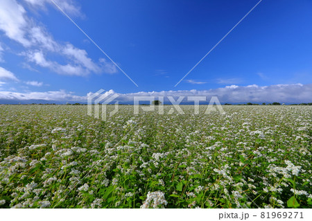 福島県耶麻郡猪苗代町金田　見渡す限りの蕎麦畑の満開のソバの花 81969271