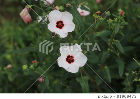 秋の公園に咲くタカサゴフヨウの白と赤の複色の花 秋の公園に咲くタカサゴフヨウの白と赤の複色の花 81969475
