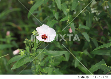 秋の公園に咲くタカサゴフヨウの白と赤の複色の花 81969476