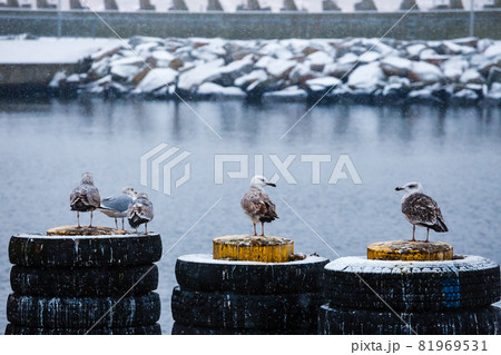 group of seagulls during a snowfall in the port 81969531