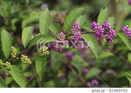 秋の公園に実るコムラサキの紫色の実 81969702