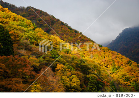 紅葉した山の向こうに靄のかかった山がある秋の風景 紅葉した山の向こうに靄のかかった山がある秋の風景 81970007