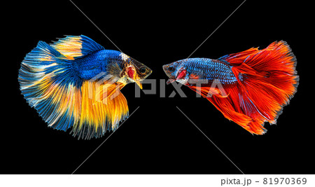 Moving beautiful of multicolor siamese betta fish or half moon betta splendens fighting fish in thailand on black color background. underwater animal or pet, couple or lover concept. Moving beautiful of multicolor siamese betta fish or half moon betta splendens fighting fish in thailand on black color background. underwater animal or pet, couple or lover concept. 81970369