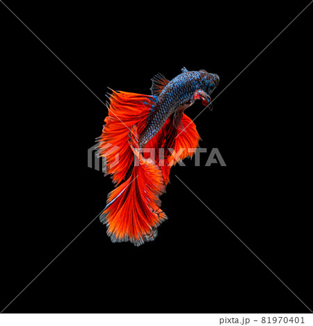 Movement beautiful of colorful siamese betta fish or half moon betta splendens fighting fish in thailand on black color background. underwater animal or pet concept. Movement beautiful of colorful siamese betta fish or half moon betta splendens fighting fish in thailand on black color background. underwater animal or pet concept. 81970401