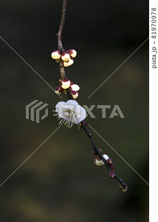 東京 神代植物公園 梅の花の白い世界【花・植物】 東京 神代植物公園 梅の花の白い世界【花・植物】 81970978