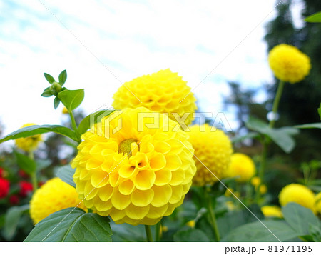 満開のダリア 天竺牡丹 満開のダリア 天竺牡丹 81971195