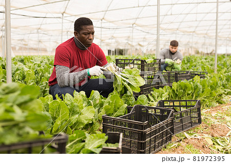 African-American farmer harvesting Swiss chard 81972395