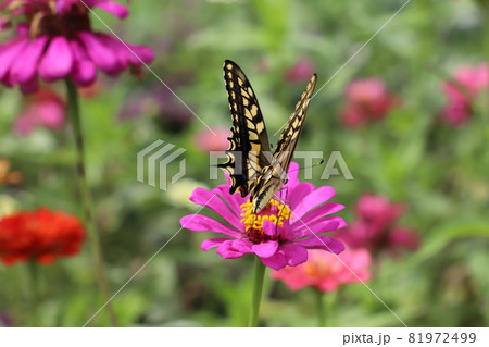 秋の公園に咲くヒャクニチソウの蜜を吸うナミアゲハ(アゲハチョウ) 秋の公園に咲くヒャクニチソウの蜜を吸うナミアゲハ(アゲハチョウ) 81972499