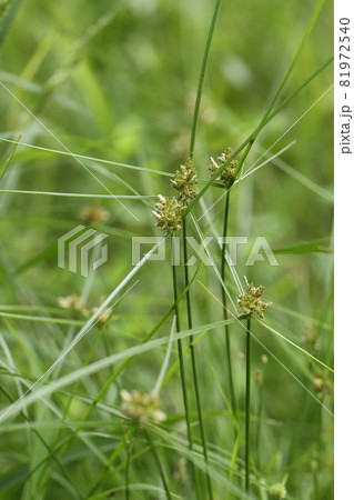 自然　植物　カワラスガナ、カヤツリグサ科の一年草。田んぼの畔などに疎らに群生します 81972540