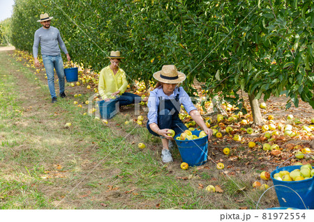 Farmers harvesting bruised apples 81972554