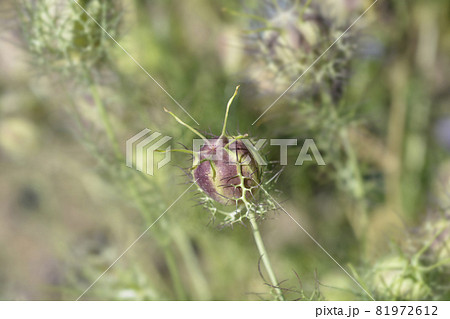 Love-in-a-mist Shorty Blue fruit Love-in-a-mist Shorty Blue fruit 81972612