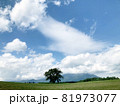夏の空と一本の大きな木 81973077