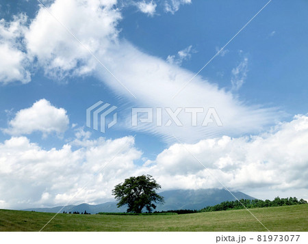 夏の空と一本の大きな木 夏の空と一本の大きな木 81973077