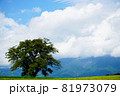 一本桜と夏の雲 81973079